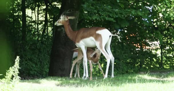 Dama Gazelle Gazella Dama Mhorr Mhorr Gazelle Είναι Ένα Είδος — Αρχείο Βίντεο