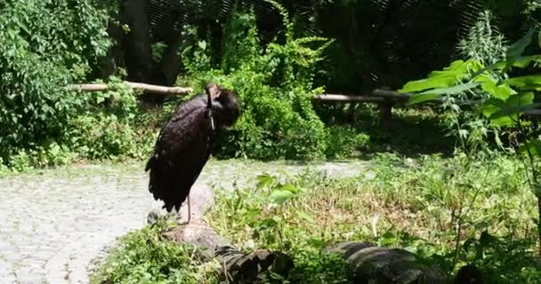 Cigogne Noire Ciconia Nigra Grand Oiseau Famille Des Ciconiidae — Video