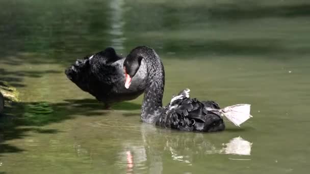 Black Swan Cygnus Atratus Крупная Водоплавающая Птица Вид Лебедя Который — стоковое видео