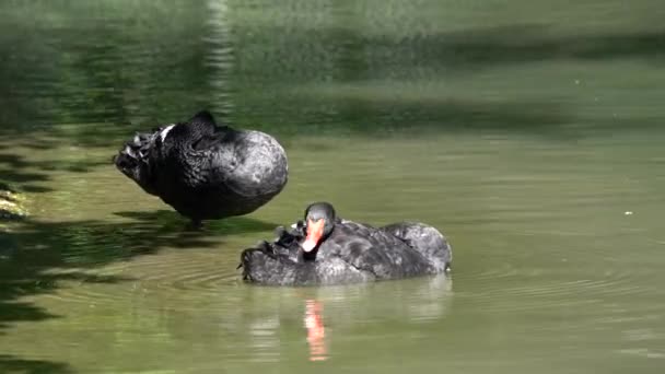 Black Swan Cygnus Atratus Крупная Водоплавающая Птица Вид Лебедя Который — стоковое видео