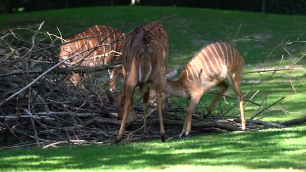 Nyala Tragelaphus Angasii Antílope Cuernos Espirales Nativo Del Sur África — Vídeos de Stock