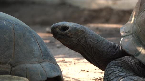 Aldabra Obří Želva Aldabrachelys Gigantea Ostrově Curieuse Místo Úspěšného Programu — Stock video