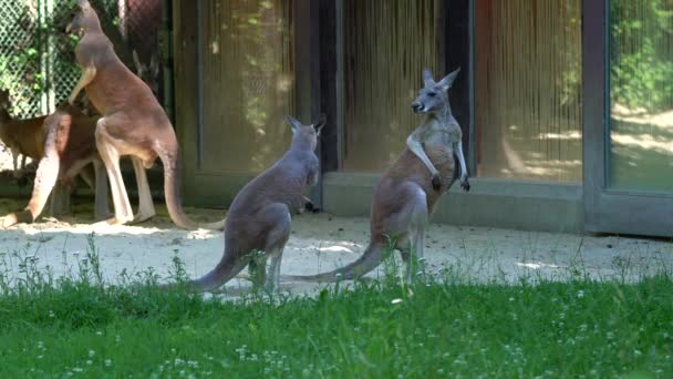 Red Kangaroo Macropus Rufus Largest All Kangaroos Largest Terrestrial Mammal — Stock Video