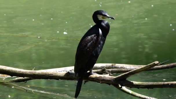 Grand Cormoran Phalacrocorax Carbo Connu Comme Grand Cormoran Noir Travers — Video