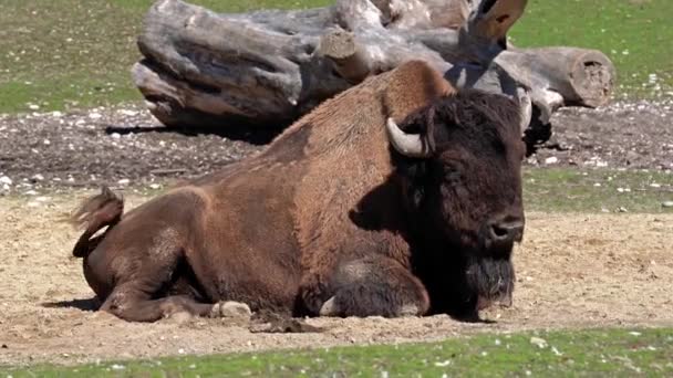 Le bison d'Amérique ou simplement bison, aussi connu sous le nom de buffle d'Amérique ou simplement buffle, est une espèce de bison nord-américaine qui errait autrefois en Amérique du Nord dans de vastes troupeaux.. 