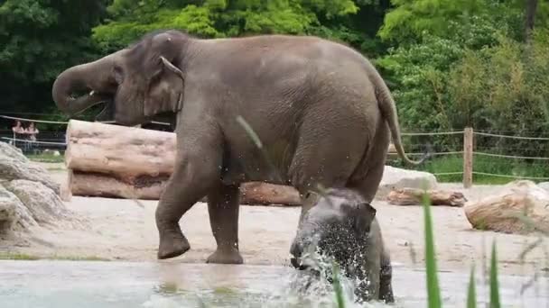 Ázsiai Vagy Ázsiai Elefánt Elephas Maximus Egyetlen Élő Faj Nemzetség — Stock videók