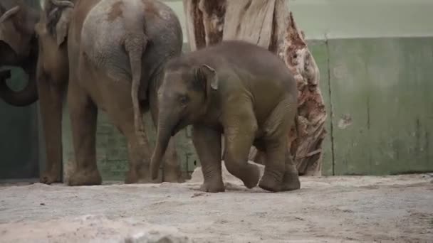 Den Asiatiska Eller Asiatiska Elefanten Elephas Maximus Den Enda Levande — Stockvideo