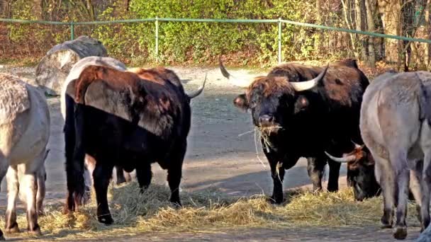 Auerochsen Bos Primigenius Taurus Zoo Heimische Hochlandrinder — Stockvideo