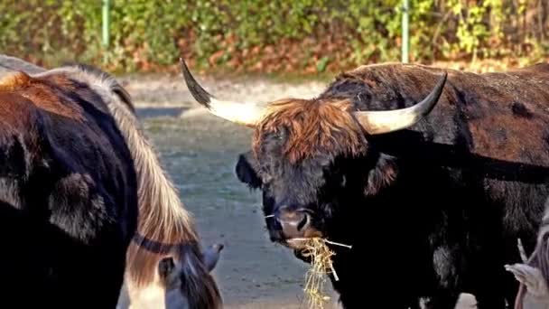 Aurochs Bos Primigenius Taurus Zoo Κατοικίδια Βοοειδή Ορεινών Περιοχών — Αρχείο Βίντεο