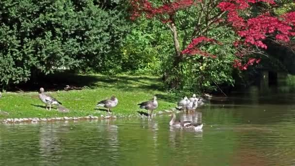 Anser Indicus Jeden Nejvyšších Létajících Ptáků Světě Spatřen Anglické Zahradě — Stock video