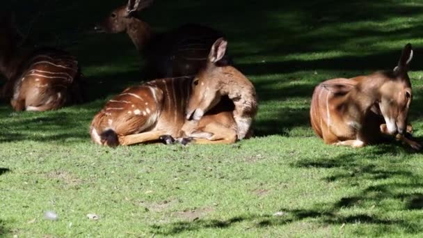 Indiska Blackbuck Antilop Cervicapra Eller Indiska Antilop — Stockvideo