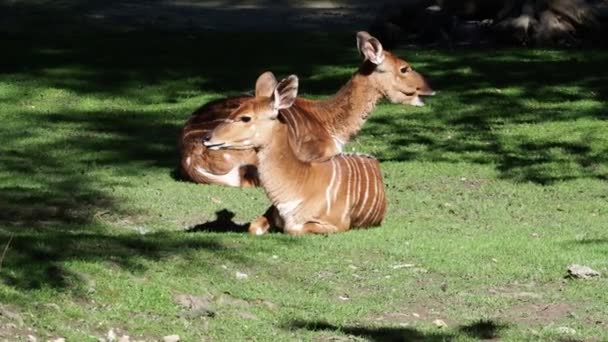 Indiska Blackbuck Antilop Cervicapra Eller Indiska Antilop — Stockvideo