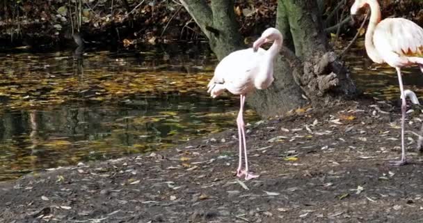 American Flamingo Nebo Caribbean Flamingo Phoenicopterus Ruber Flamingos Jsou Jediní — Stock video