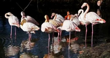 American Flamingo veya Karayip Flamingo, Phoenicopterus ruber. Flamingolar Phoenicopteriformes soyu tükenmemiş tek kuşlardır..