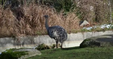 Darwin 'in Rhea' sı, Rhea pennata, daha az Rhea olarak da bilinir..