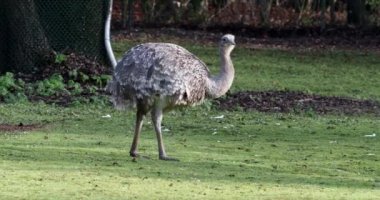 Darwin 'in Rhea' sı, Rhea pennata, daha az Rhea olarak da bilinir..