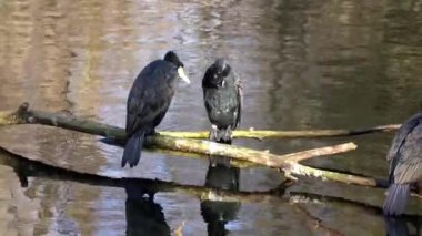 Büyük karabatak, Phalacrocorax karbonhidrat, Kuzey yarımküre boyunca büyük siyah karabatak, Avustralya 'daki siyah karabatak ve Hindistan' daki büyük karabatak.