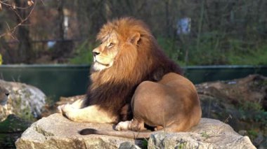Aslan, Panthera leo, Panthera cinsindeki dört büyük kediden biridir ve Felidae familyasının bir üyesidir..