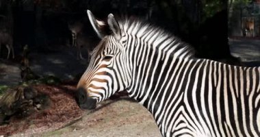 Hartmann dağ zebrası Equus zebra hartmannae, Angola 'nın güneybatısında ve Namibya' nın batısında bulunan bir dağ zebrası alt türüdür..