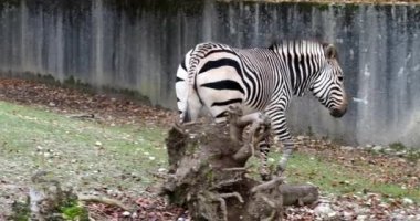 Hartmann dağ zebrası Equus zebra hartmannae, Angola 'nın güneybatısında ve Namibya' nın batısında bulunan bir dağ zebrası alt türüdür..