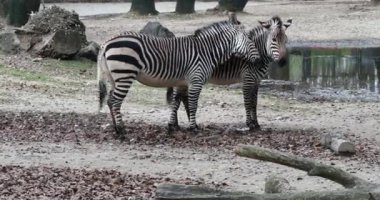 Hartmann dağ zebrası Equus zebra hartmannae, Angola 'nın güneybatısında ve Namibya' nın batısında bulunan bir dağ zebrası alt türüdür..