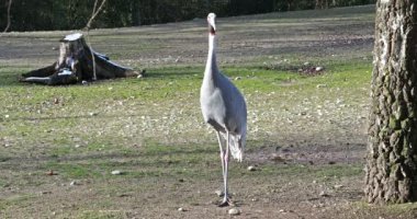 Sarus vinç, Grus antigone Hint sarus turnası olarak da bilinir.. 