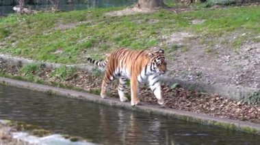 Sibirya kaplanı, Panthera tigris altaica dünyanın en büyük kedisidir.
