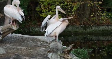 Beyaz Pelikan, Pelecanus onocrotalus Doğu Beyaz Pelikan olarak da bilinir.