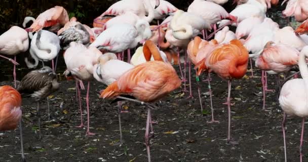 Flamant américain ou flamant des Caraïbes, Phoenicopterus ruber. Les flamants roses sont le seul oiseau non éteint de l'ordre des Phénopériformes..