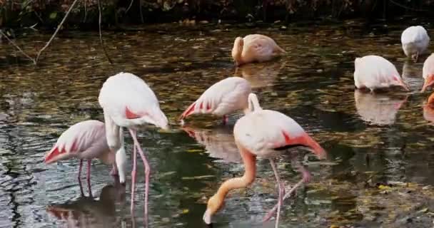 Flamingo Americano Flamenco Caribeño Phoenicopterus Ruber Los Flamencos Son Único — Vídeos de Stock