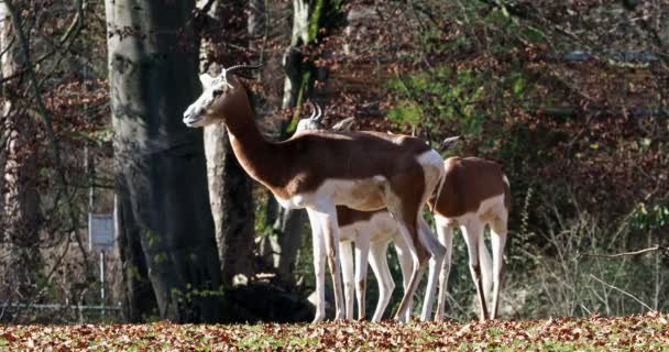 Gazelle Dama Gazelle Een Gazelle Uit Familie Gazellen Gazellidae Woont — Stockvideo