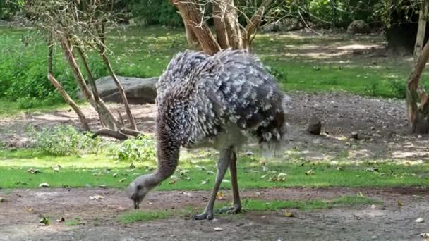 Darwin Rhea Rhea Pennata Daha Rhea Olarak Bilinir — Stok video