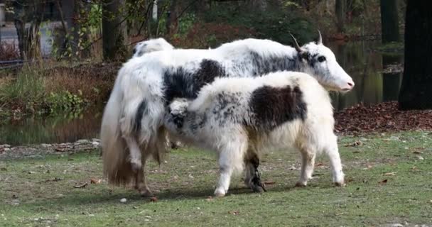 Yak Domestico Bos Grunniens Bovido Domestico Dai Capelli Lunghi Che — Video Stock