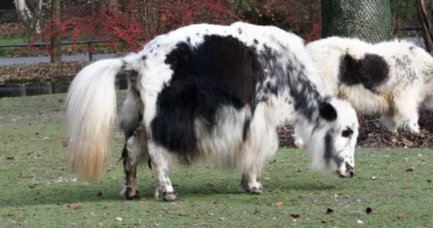 Yak Domestique Bos Grunniens Est Boeuf Domestiqué Poils Longs Que — Video