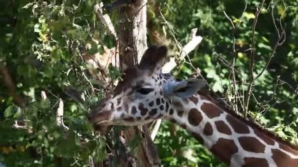 Giraffe Giraffa Camelopardalis Ett Afrikanskt Hov Och Klövdjur Det Högsta — Stockvideo