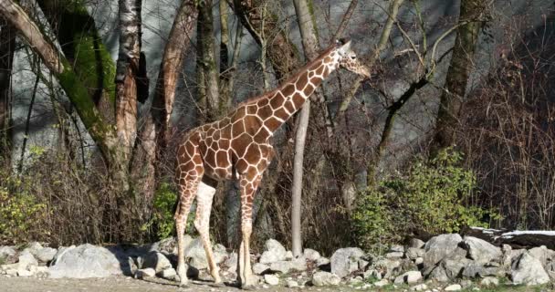 Żyrafa Giraffa Camelopardalis Jest Afrykańskim Ssakiem Kopytnym Równymi Palcami Najwyższym — Wideo stockowe