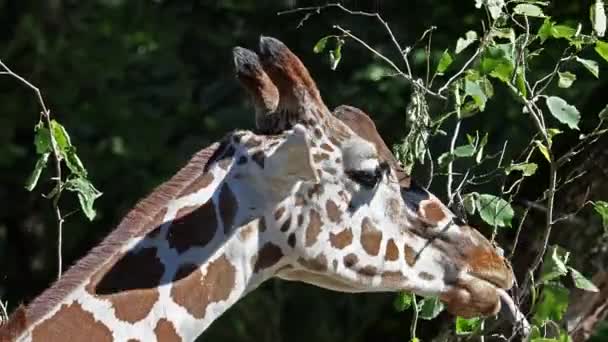 Giraffe Giraffa Camelopardalis Ist Ein Afrikanisches Huftier Das Größte Lebende — Stockvideo
