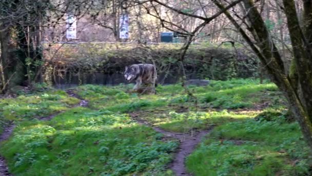 Lobo Canis Lupus Também Conhecido Como Lobo Cinzento Lobo Madeireiro — Vídeo de Stock