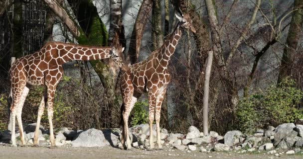 Giraffe Giraffa Camelopardalis African Even Toed Ungulate Mammal Tallest Living — Stock Video