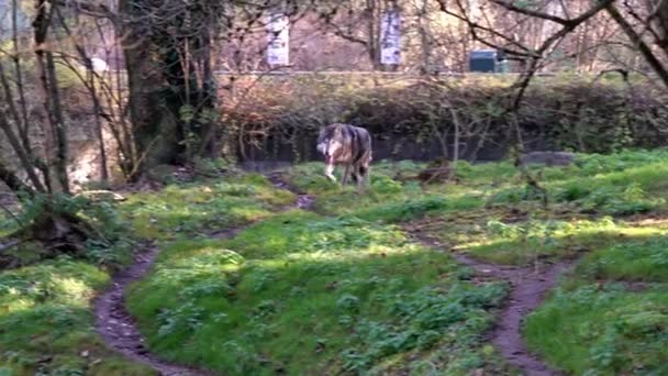 オオカミ キャニス ルプス Canis Lupus ユーラシアと北アメリカの荒野と遠隔地に生息する犬種である — ストック動画