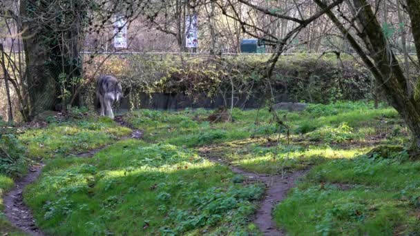 Vlk Canis Lupus Také Známý Jako Šedý Vlk Nebo Dřevěný — Stock video