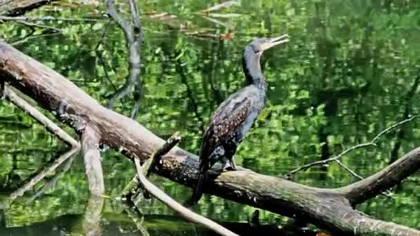 Der Große Kormoran Phalacrocorax Carbo Bekannt Als Der Große Schwarzkormoran — Stockvideo