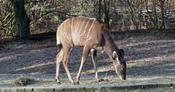 Большой Куду Tragelaphus Strepsiceros Является Лесной Антилопы Найдены Всей Восточной — стоковое видео