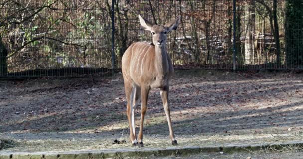 Grote Koedoe Tragelaphus Strepsiceros Een Bos Antilopen Verspreid Van Oostelijk — Stockvideo