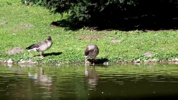 Greylag Goose Anser Anser Vattnet — Stockvideo