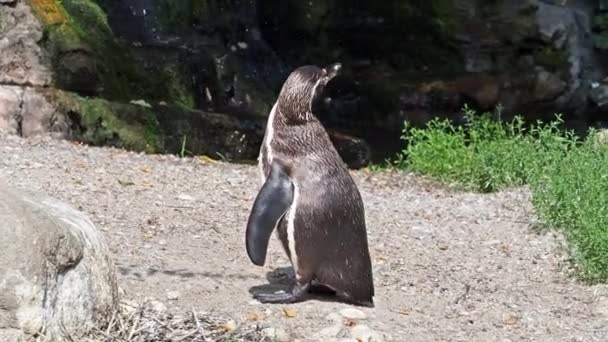 Pingwin Humboldta Spheniscus Myanmar Lub Peruwiański Pingwin — Wideo stockowe