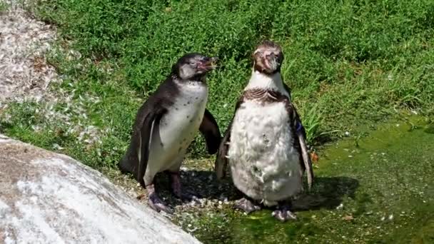 Humboldt Pinguïn Spheniscus Humboldti Peruaanse Pinguïn — Stockvideo