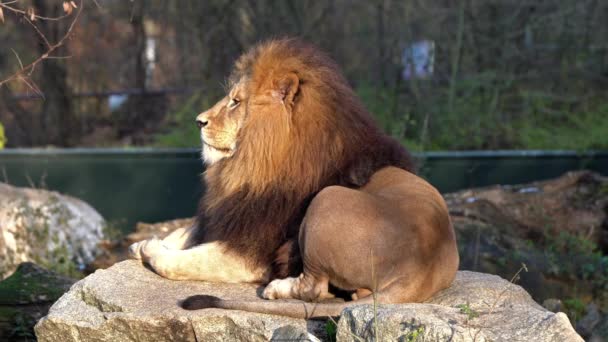 Leeuw Panthera Leo Een Van Vier Grote Katten Uit Familie — Stockvideo