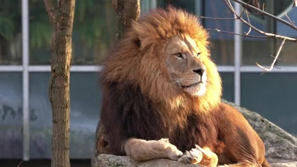 Lejonet Panthera Leo Fyra Stora Katterna Släktet Panthera Och Medlem — Stockvideo