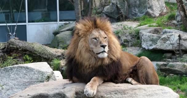 Der Löwe Panthera Leo Ist Eine Der Vier Großkatzen Der — Stockvideo